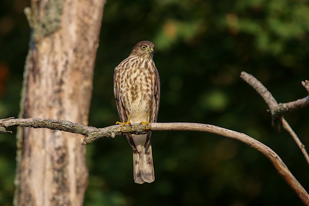 Sharp-shinned Hawk - Anthony Macchiarola