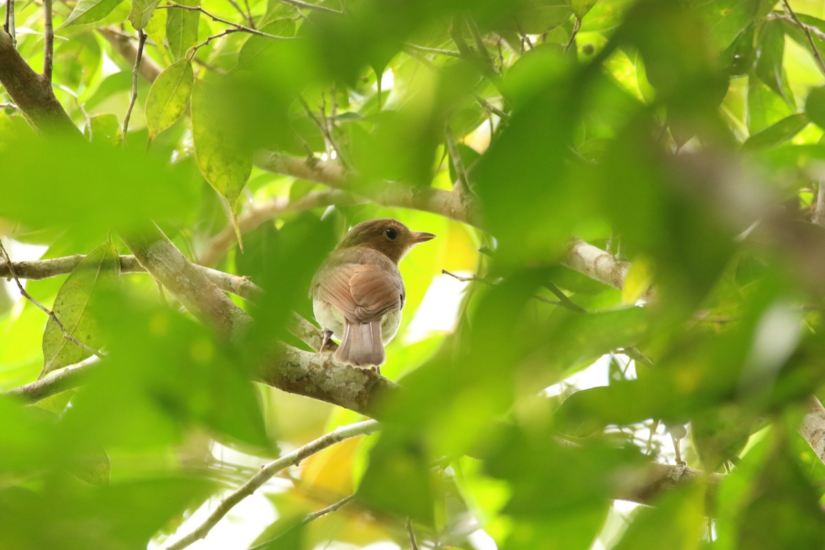 White-vented Whistler (White-vented) - ML487375271