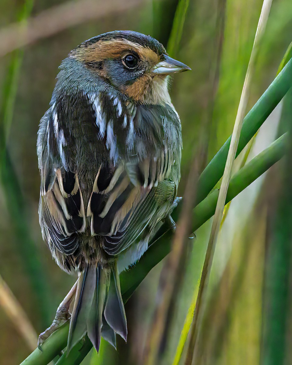 Nelson's Sparrow - Jacques Bouvier