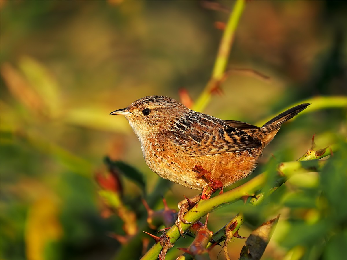 Sedge Wren - ML487376021