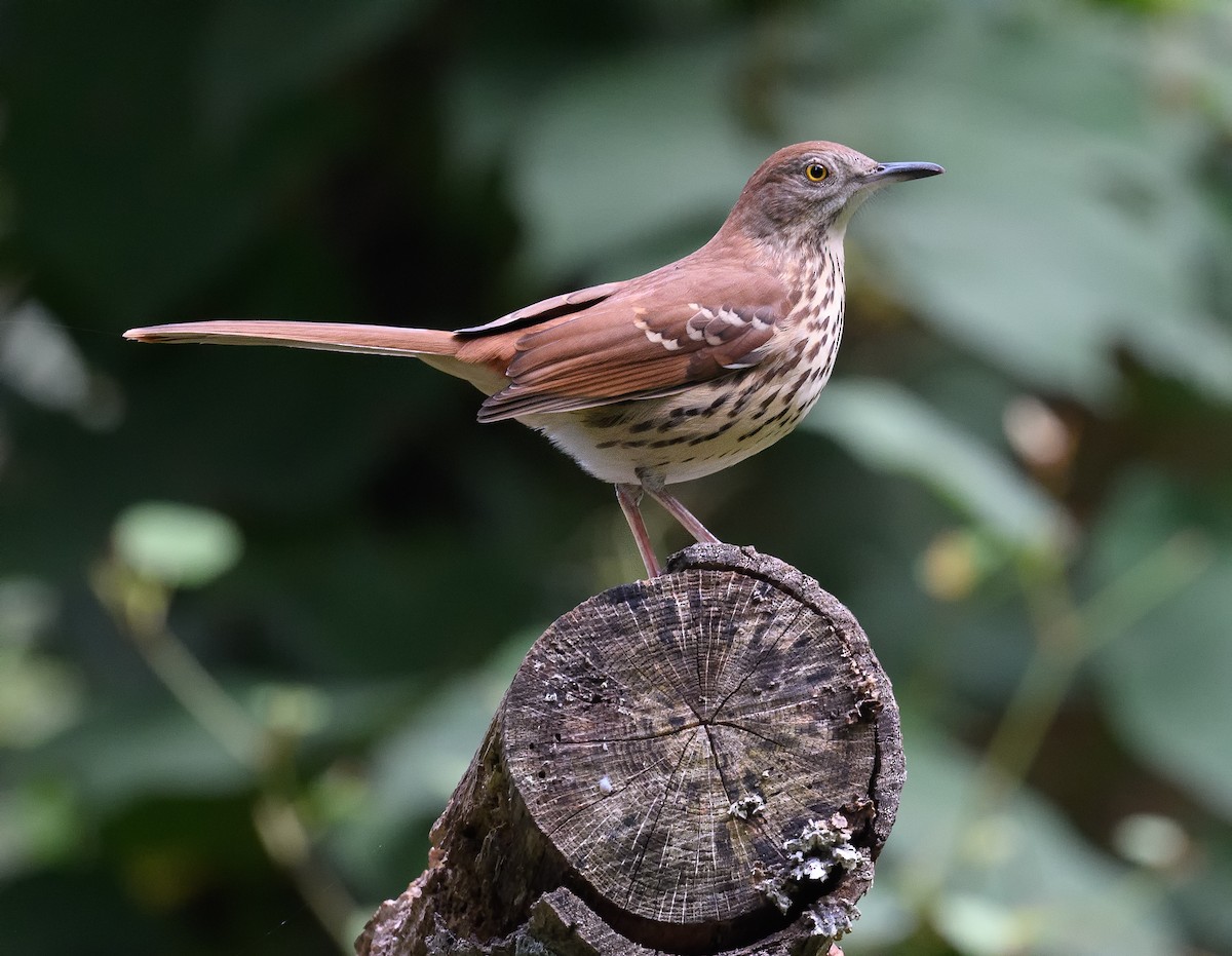 Brown Thrasher - ML487377011