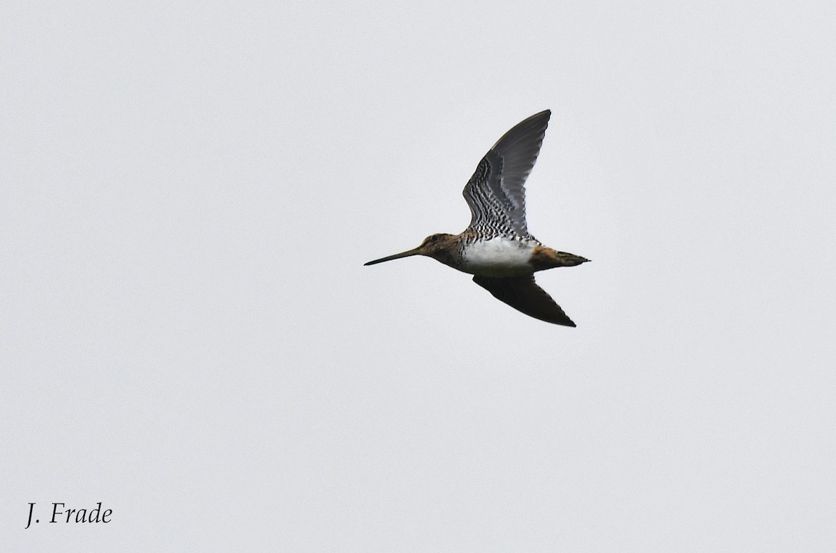 Wilson's Snipe - ML487377671