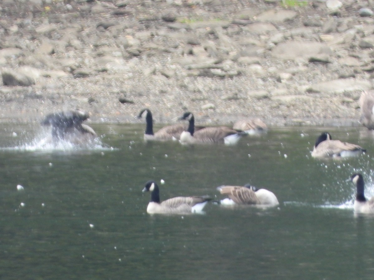 Cackling Goose (Richardson's) - ML487381811