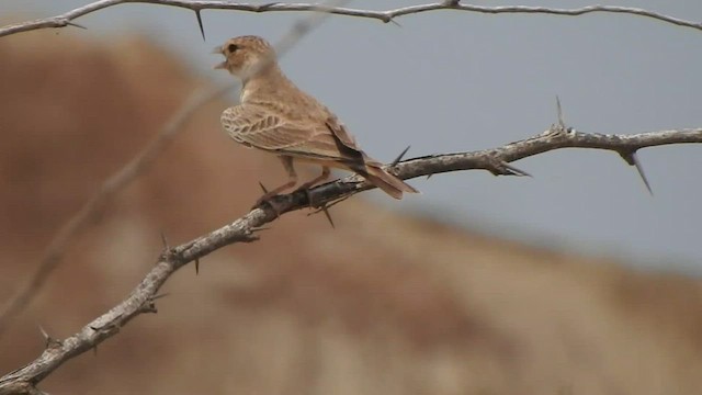 Ashy-crowned Sparrow-Lark - ML487384051