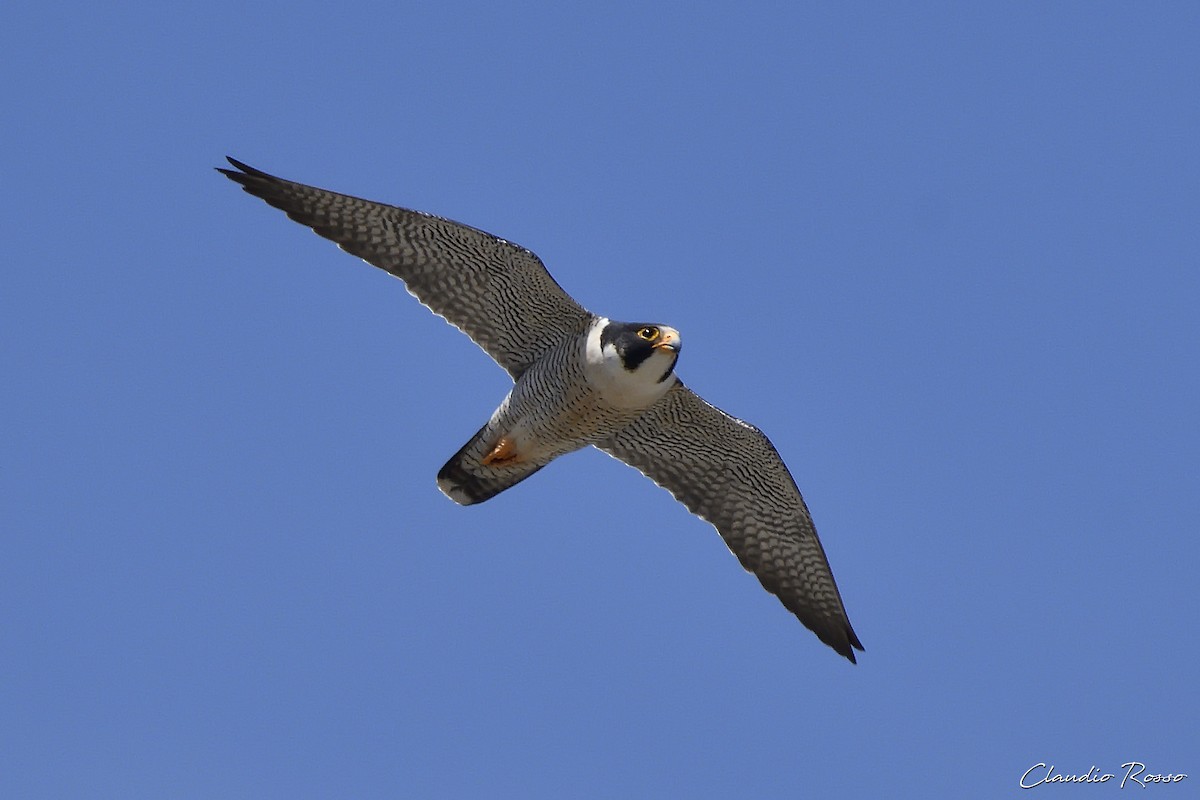 Halcón Peregrino - ML487385581