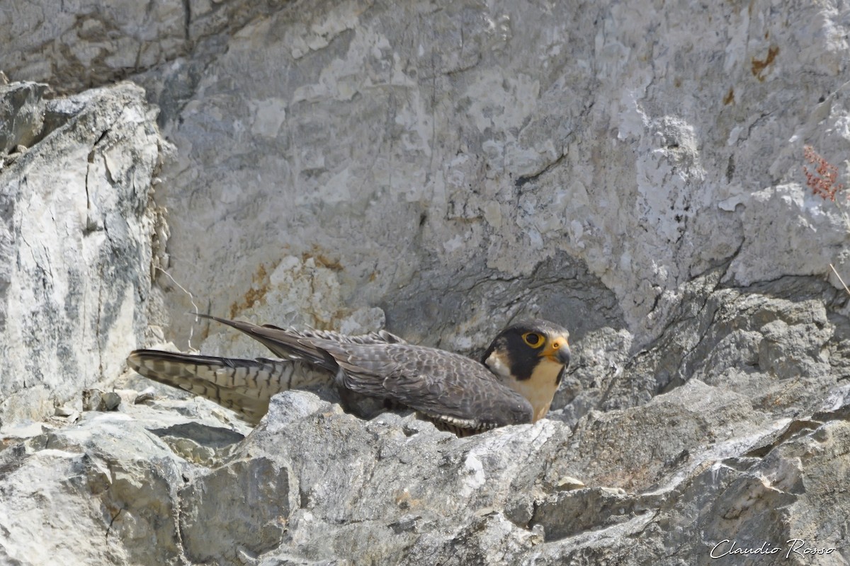 Peregrine Falcon - ML487385601