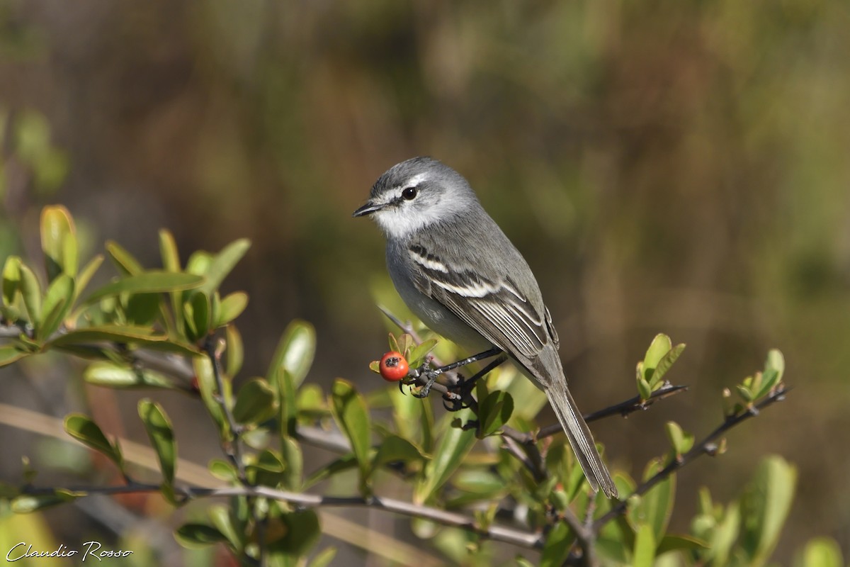 White-crested Tyrannulet (White-bellied) - ML487385851