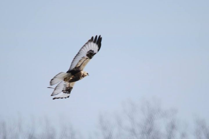 Rough-legged Hawk - ML48738591