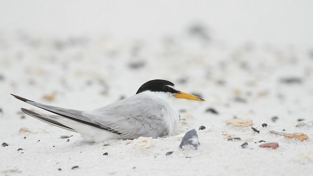 Least Tern - ML487386