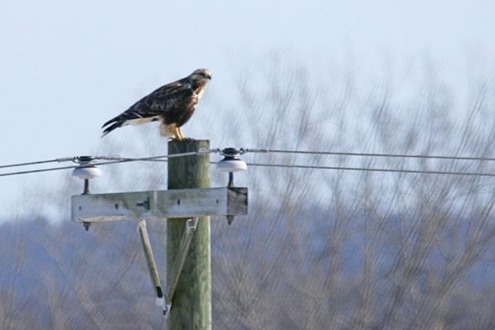 Rough-legged Hawk - ML48738601