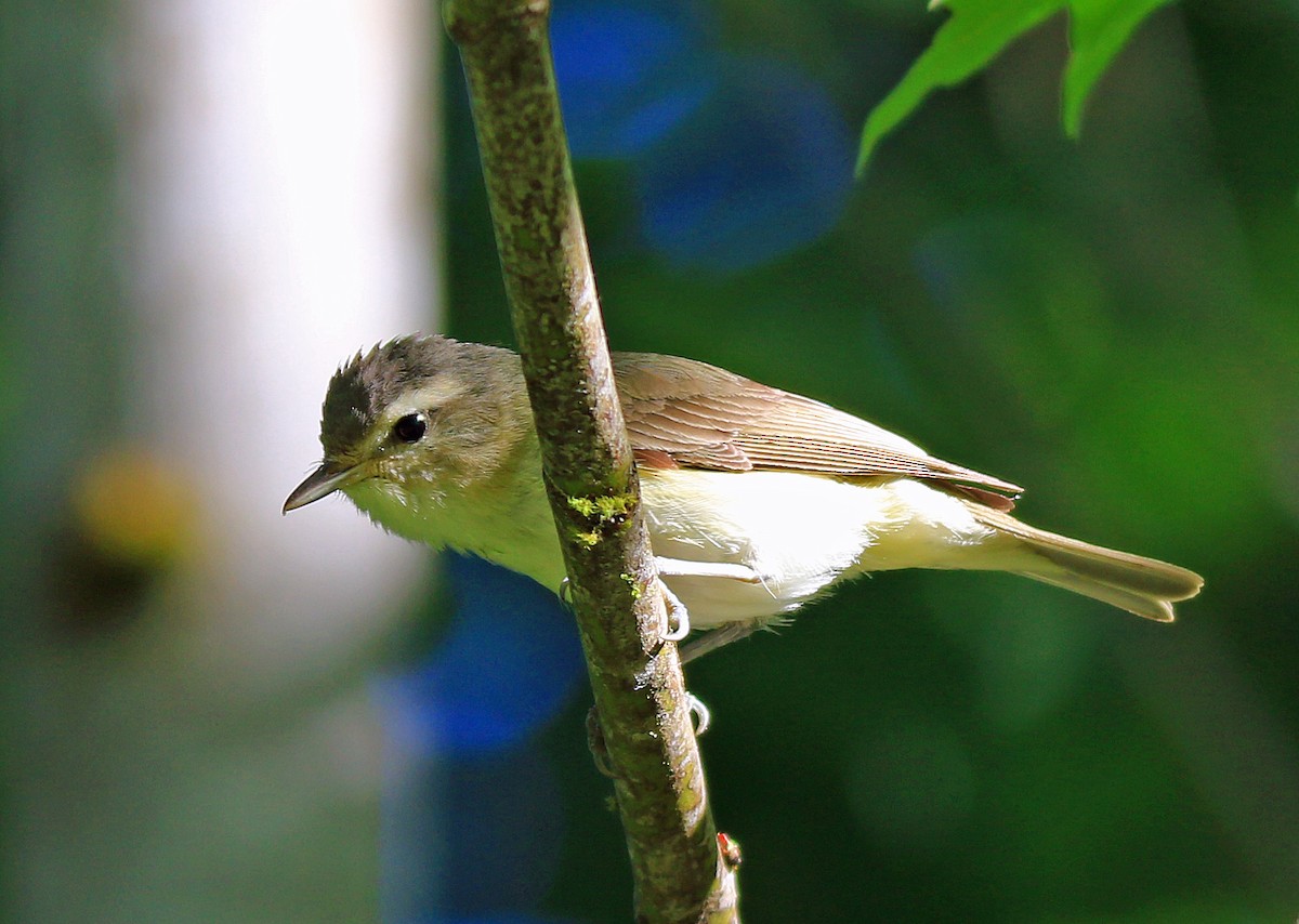 Ötücü Vireo - ML48738721