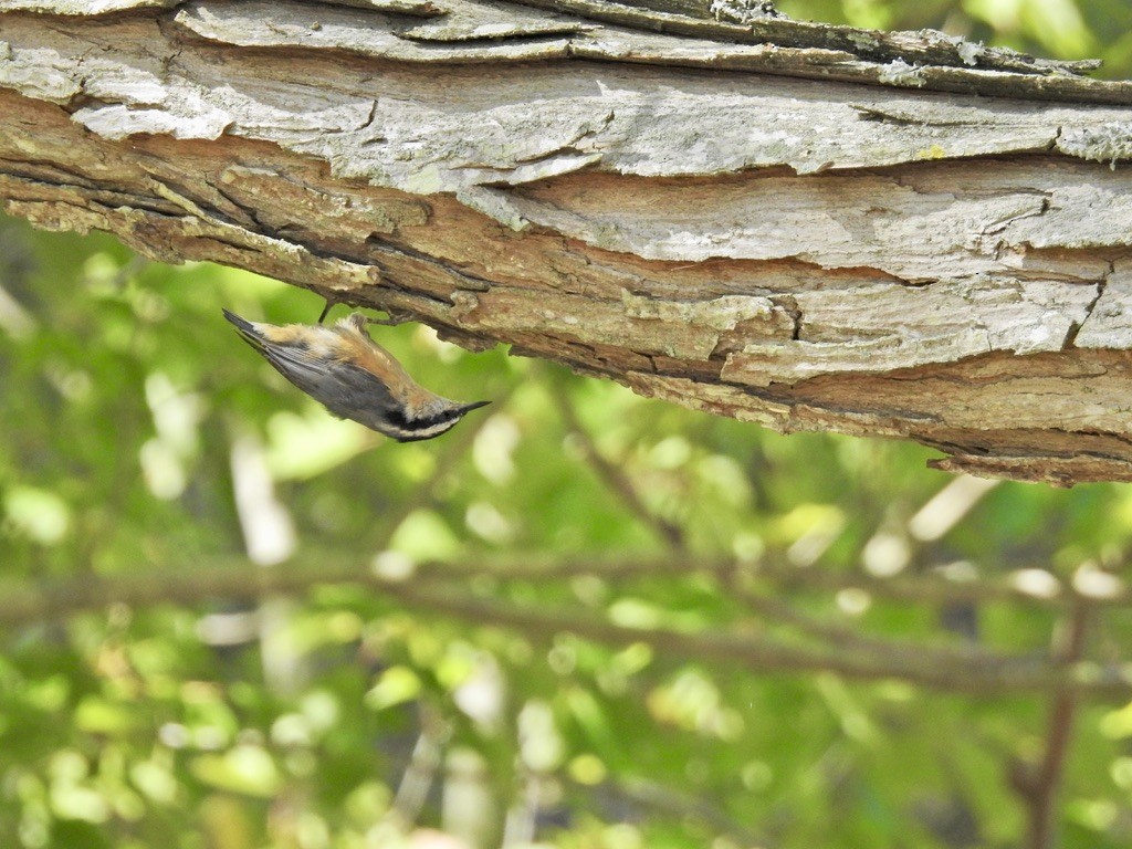 Red-breasted Nuthatch - ML487387431