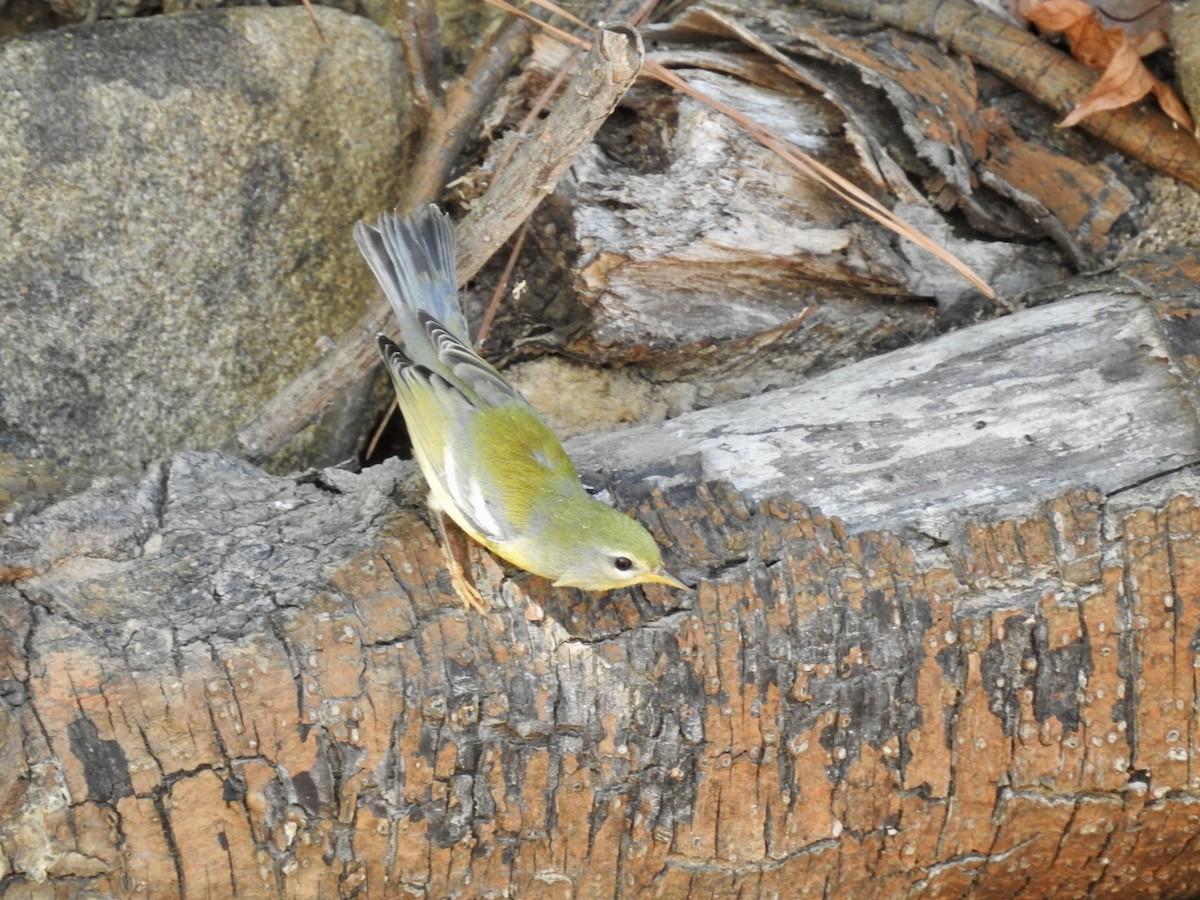 Northern Parula - ML487387491