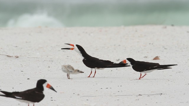 Black Skimmer (niger) - ML487388