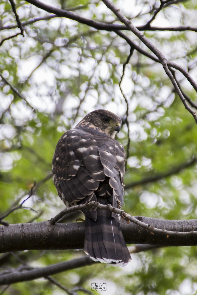 Chilean Hawk - ML487388011