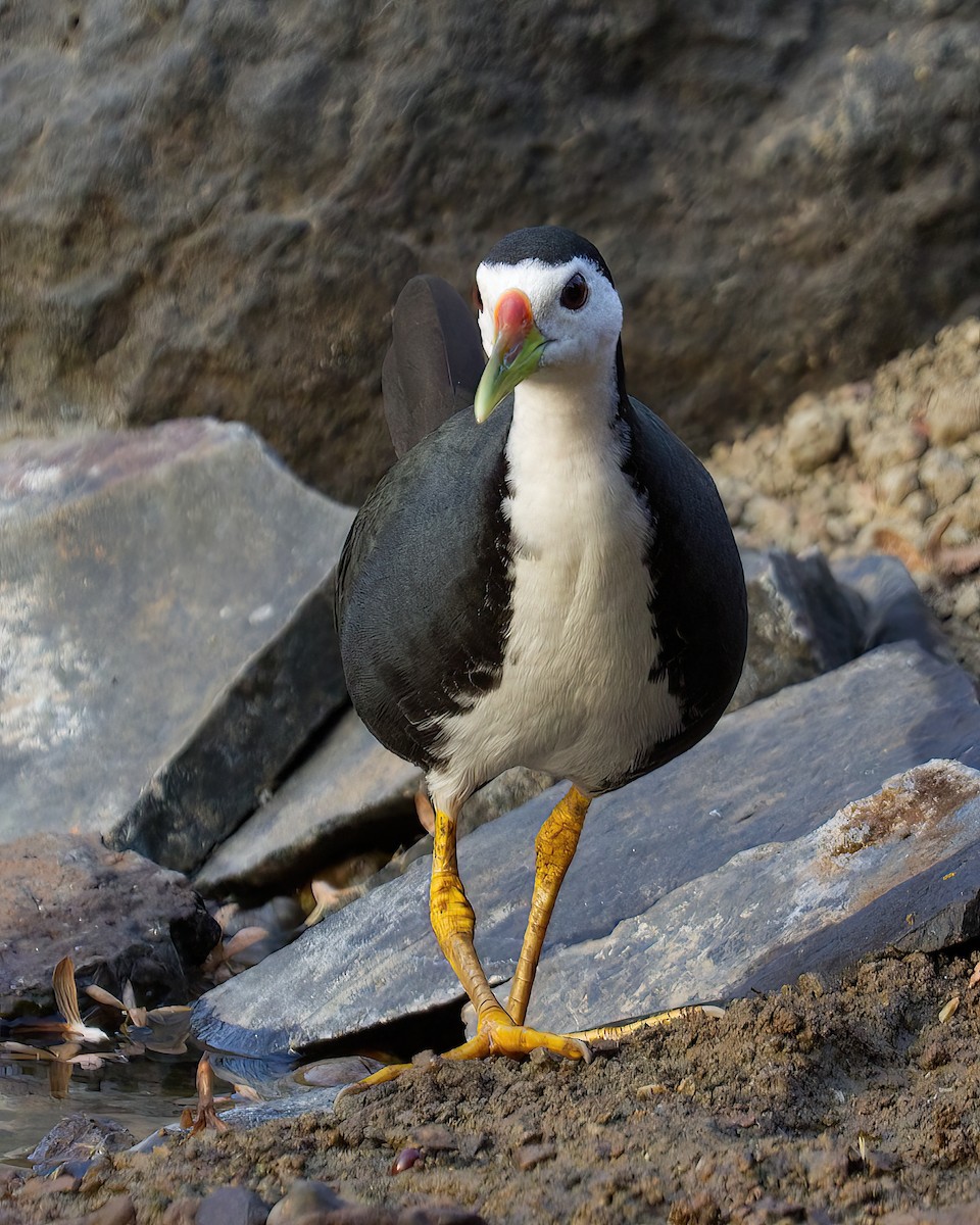 White-breasted Waterhen - ML487389461