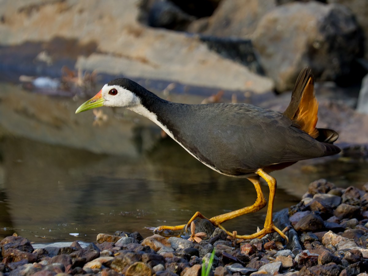 White-breasted Waterhen - ML487389471