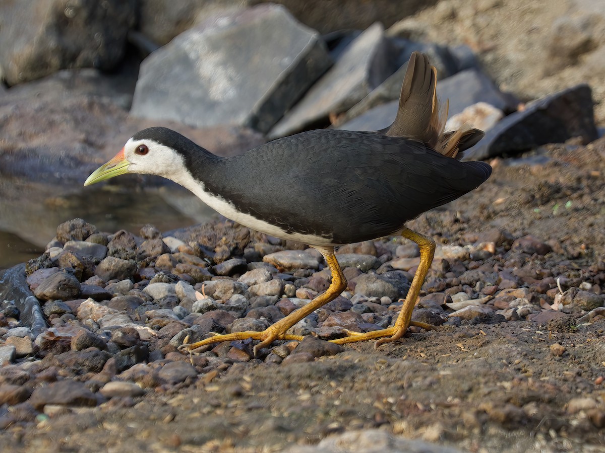 White-breasted Waterhen - ML487389491