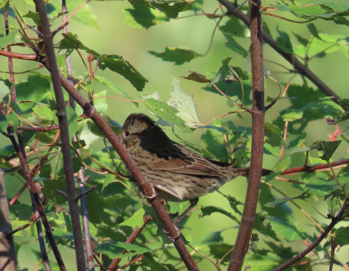 Lincoln's Sparrow - ML487389791