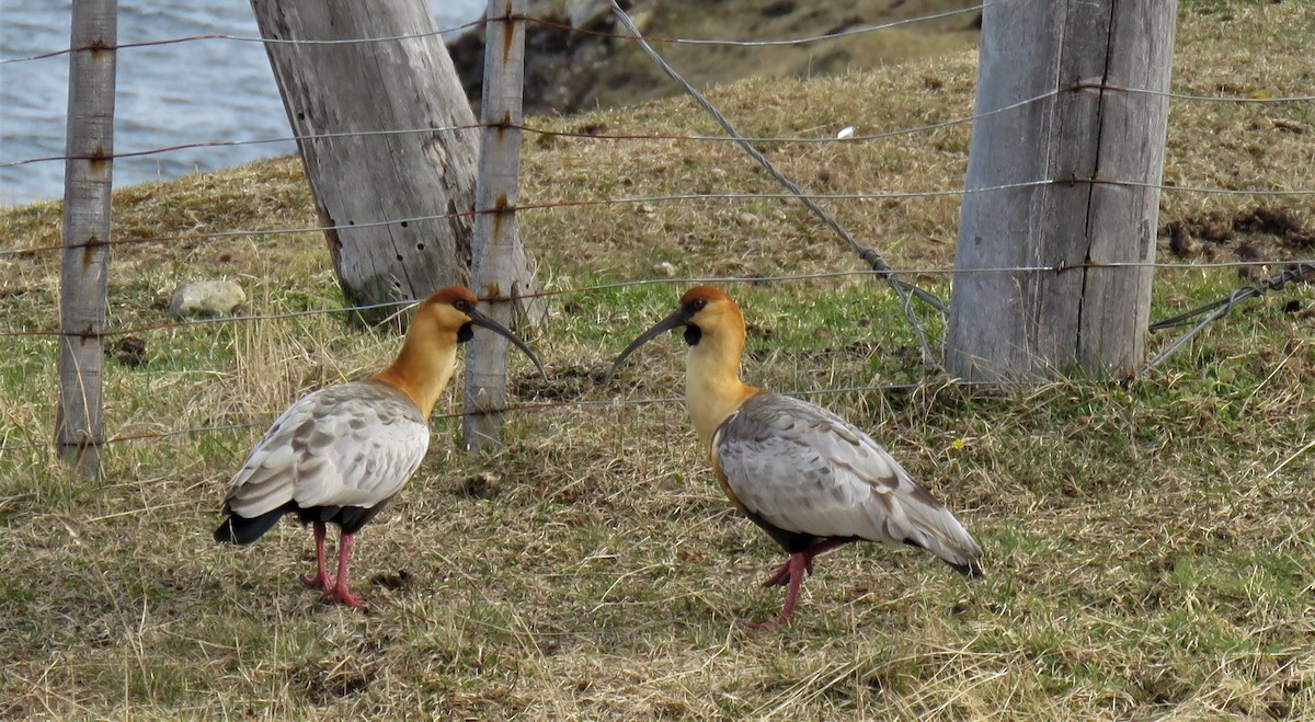 Black-faced Ibis - ML487389841