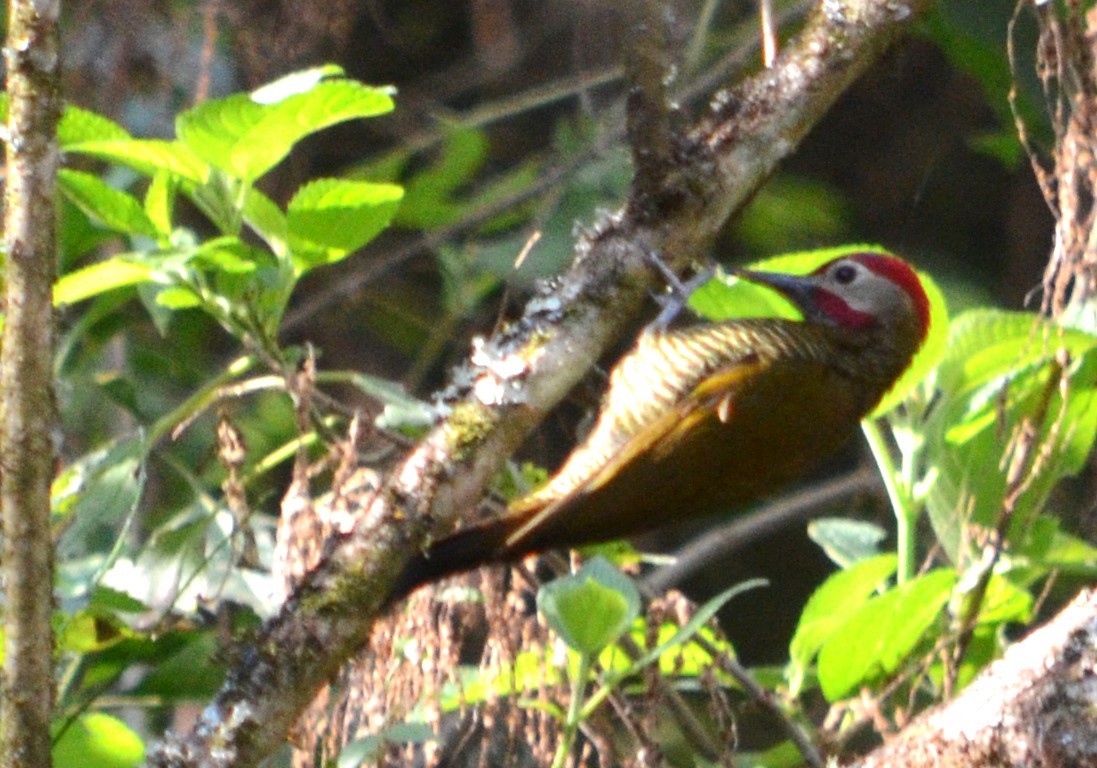 Golden-olive Woodpecker - ML487389851