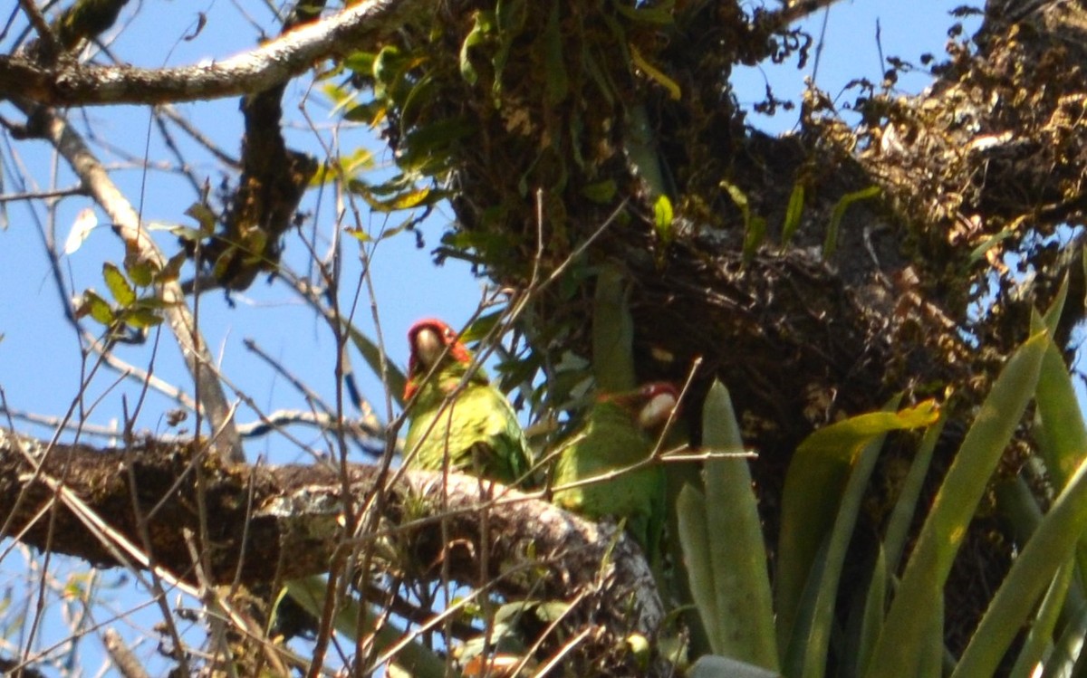 Aratinga Mitrada - ML487389981