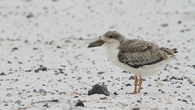 Black Skimmer (niger) - ML487390