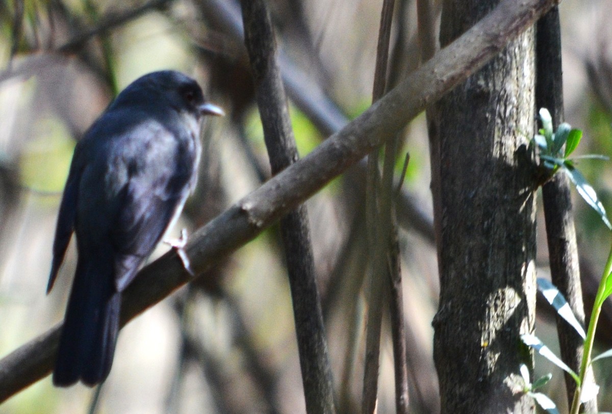 Plumbeous Black-Tyrant - ML487390241