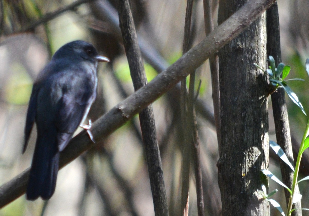 Plumbeous Black-Tyrant - ML487390271