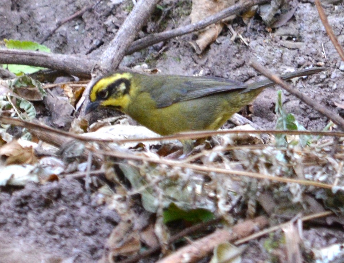 Yellow-striped Brushfinch - ML487390351