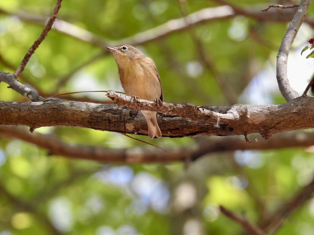 Pine Warbler - ML487390371