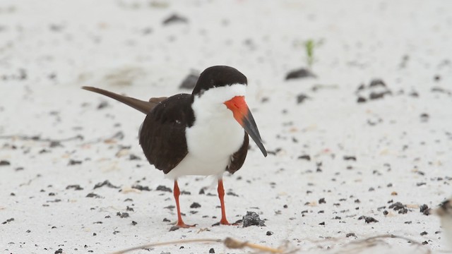 Black Skimmer (niger) - ML487391