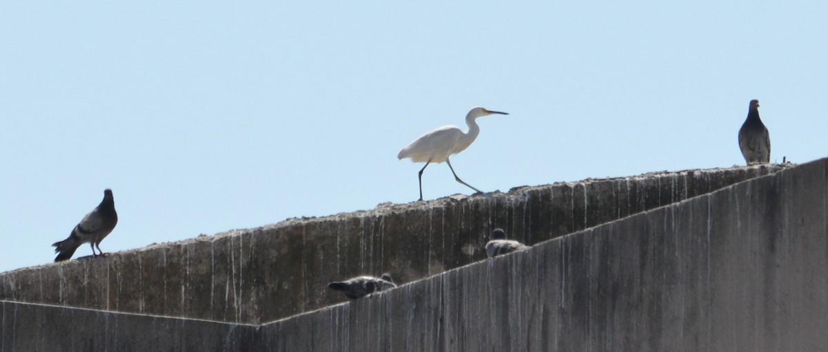 Snowy Egret - ML487391081