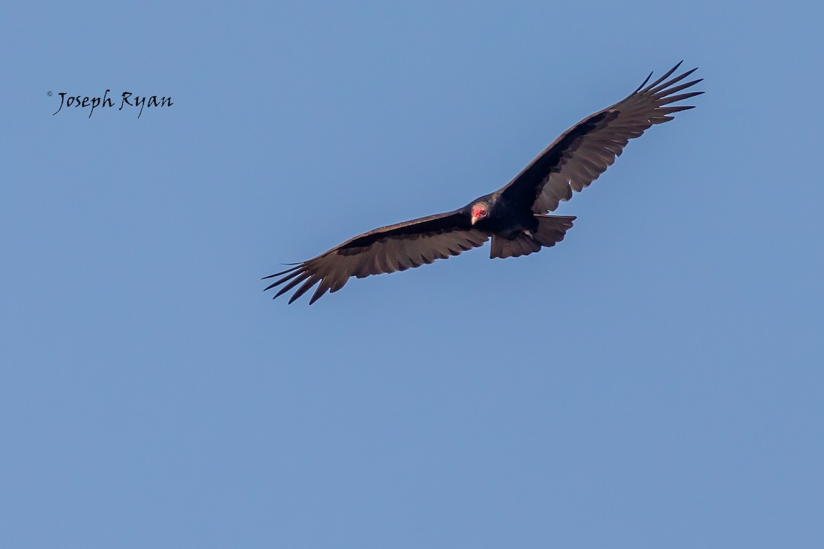 Turkey Vulture - Joseph Ryan
