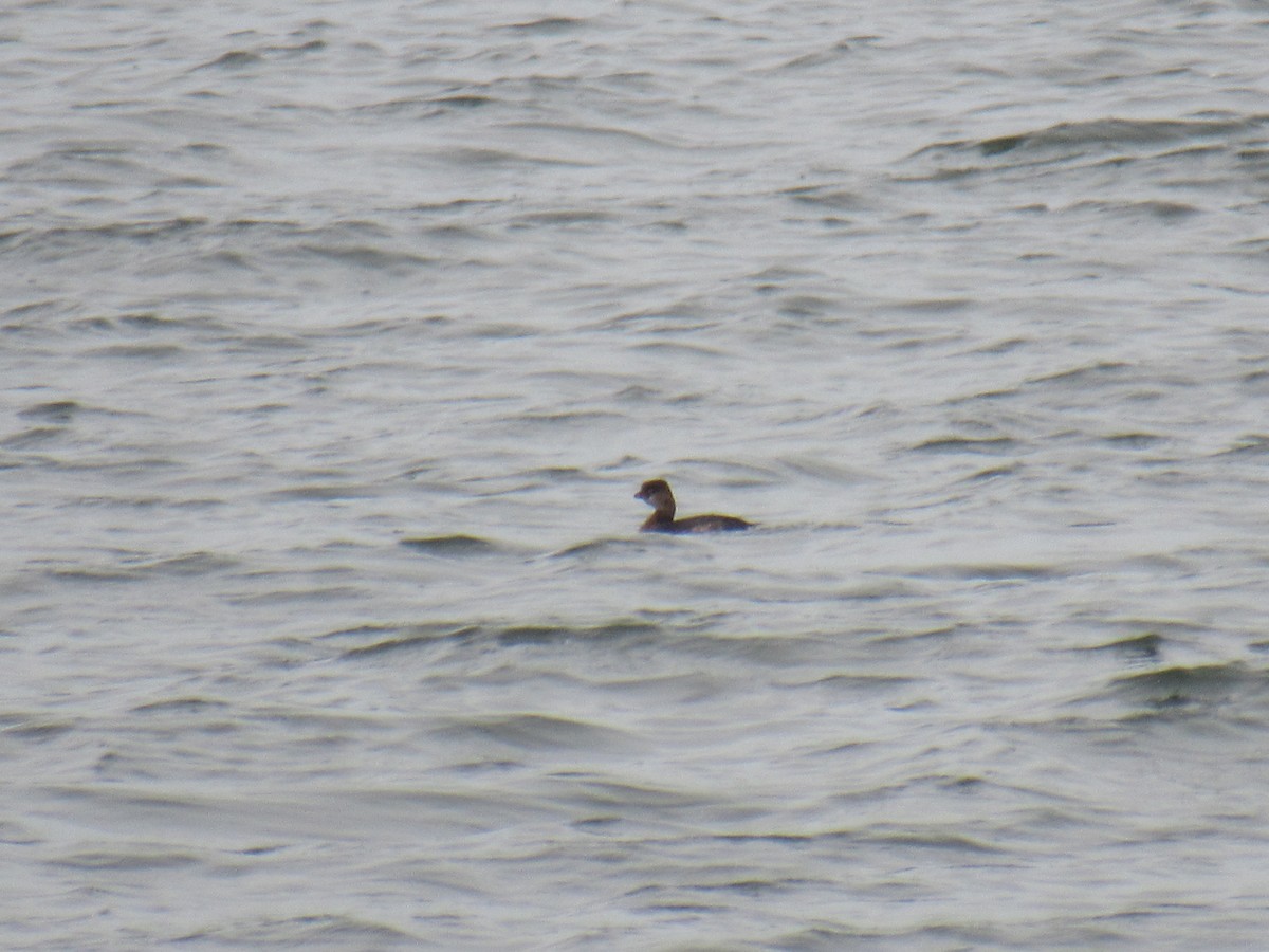 Pied-billed Grebe - ML487392011