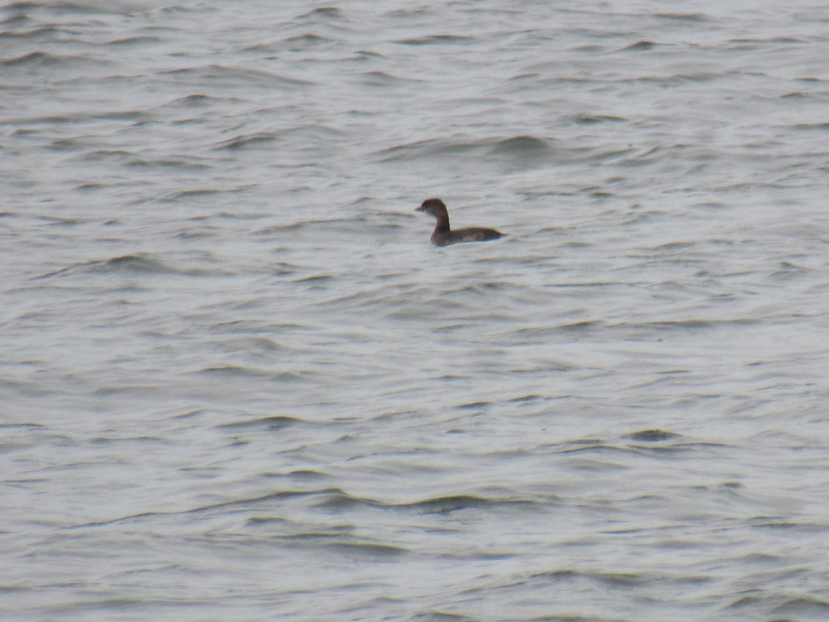 Pied-billed Grebe - ML487392021