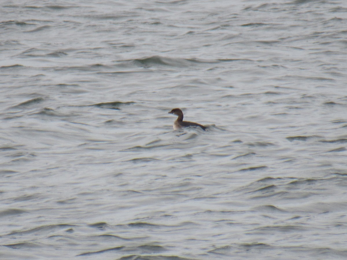 Pied-billed Grebe - ML487392031