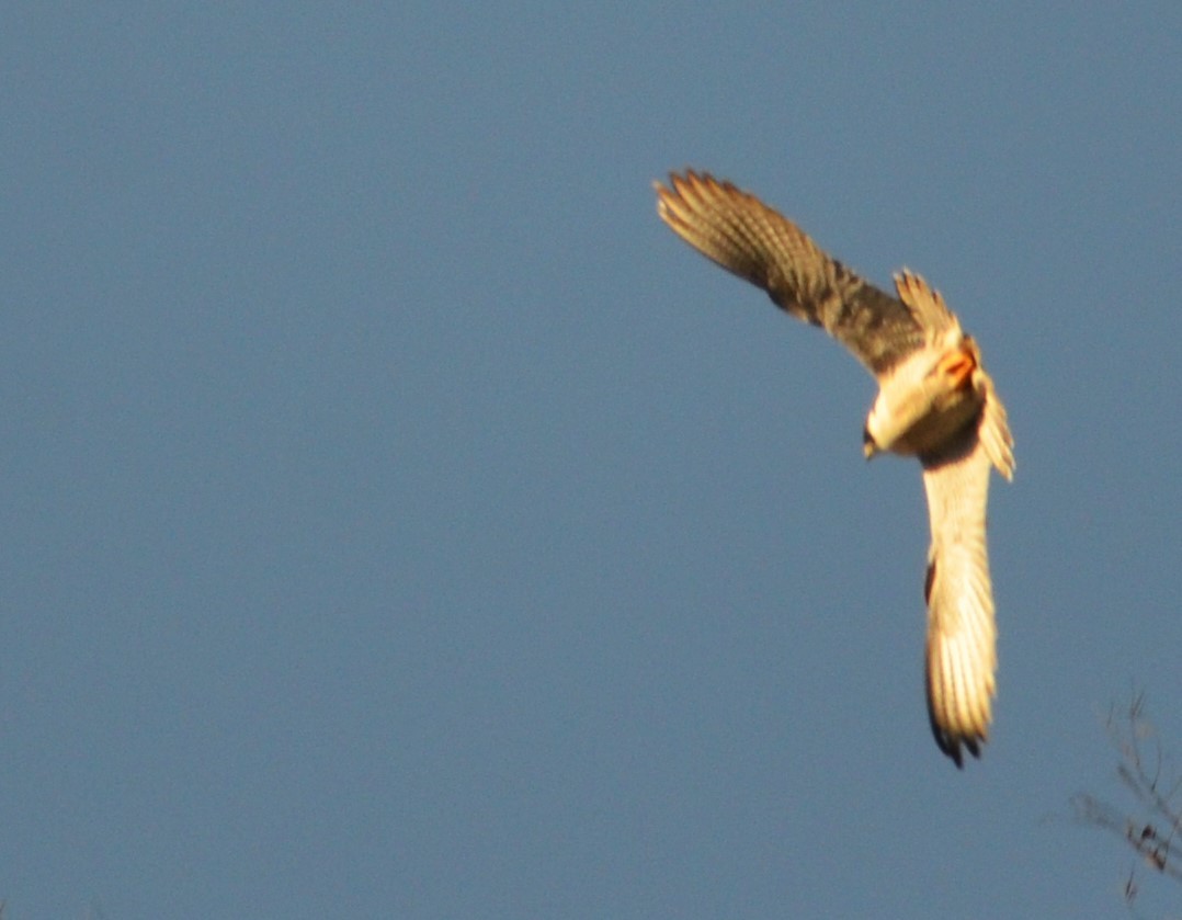 Peregrine Falcon - Viviana Fuentes