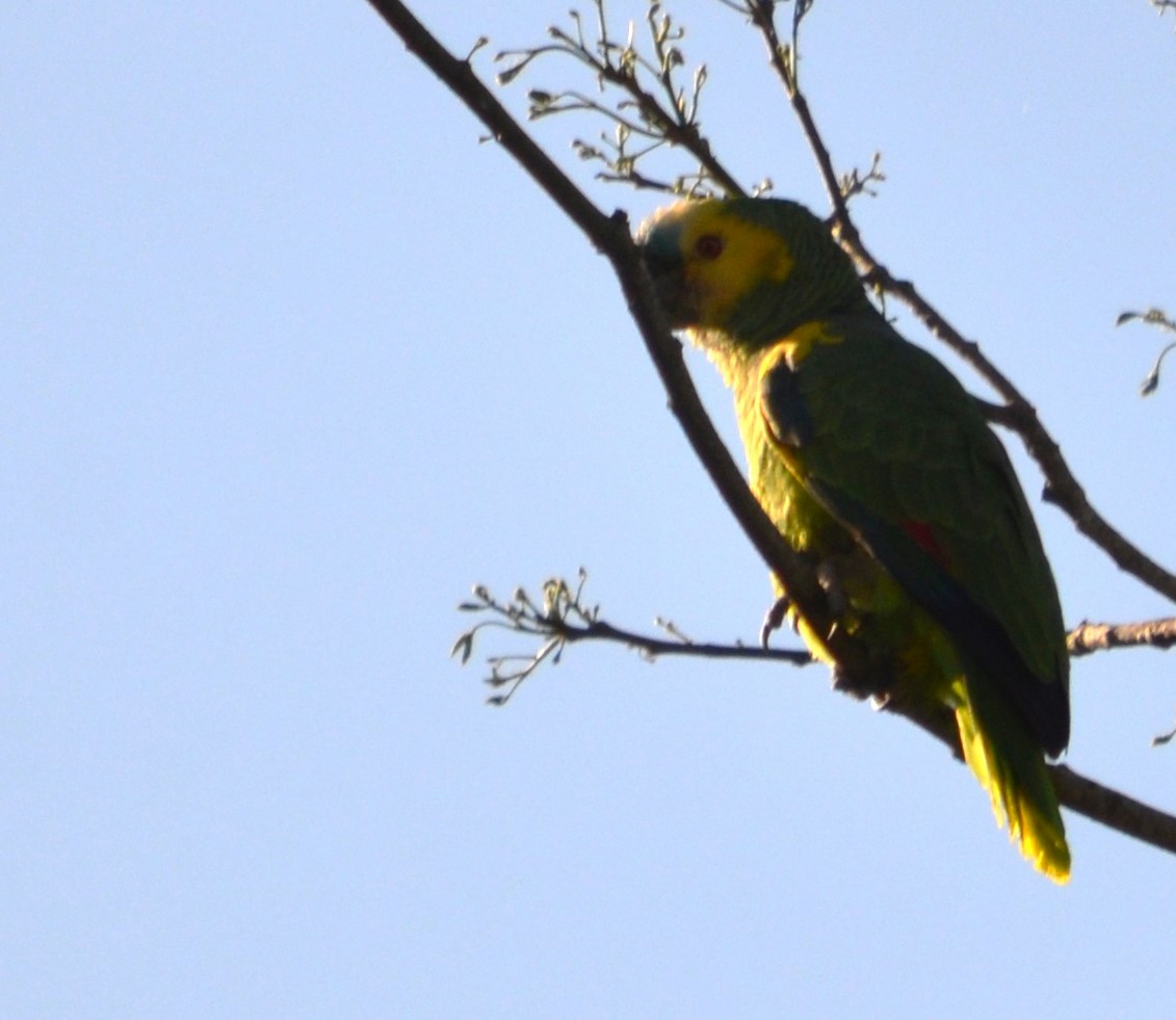 Turquoise-fronted Parrot - Viviana Fuentes