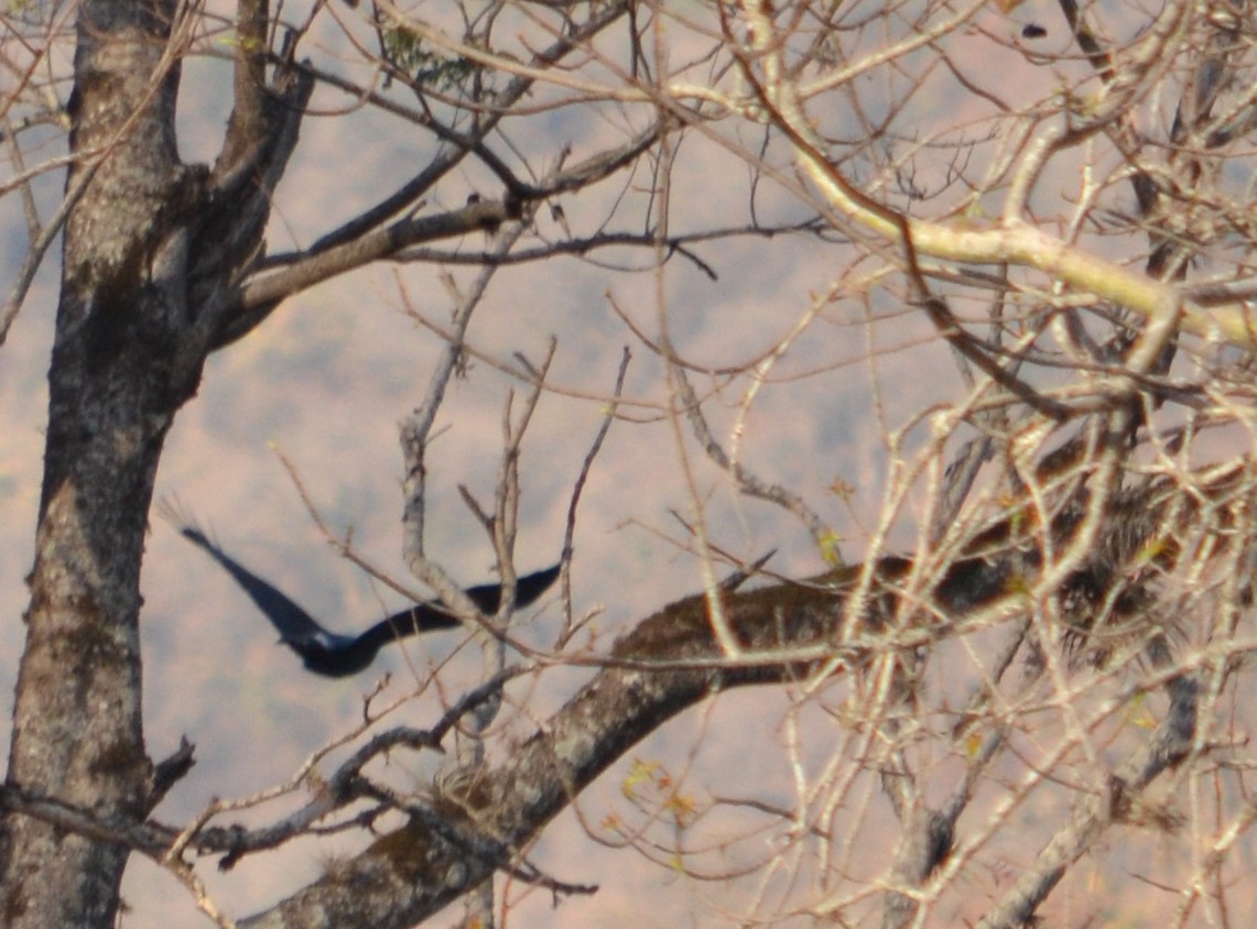 Great Black Hawk - Viviana Fuentes