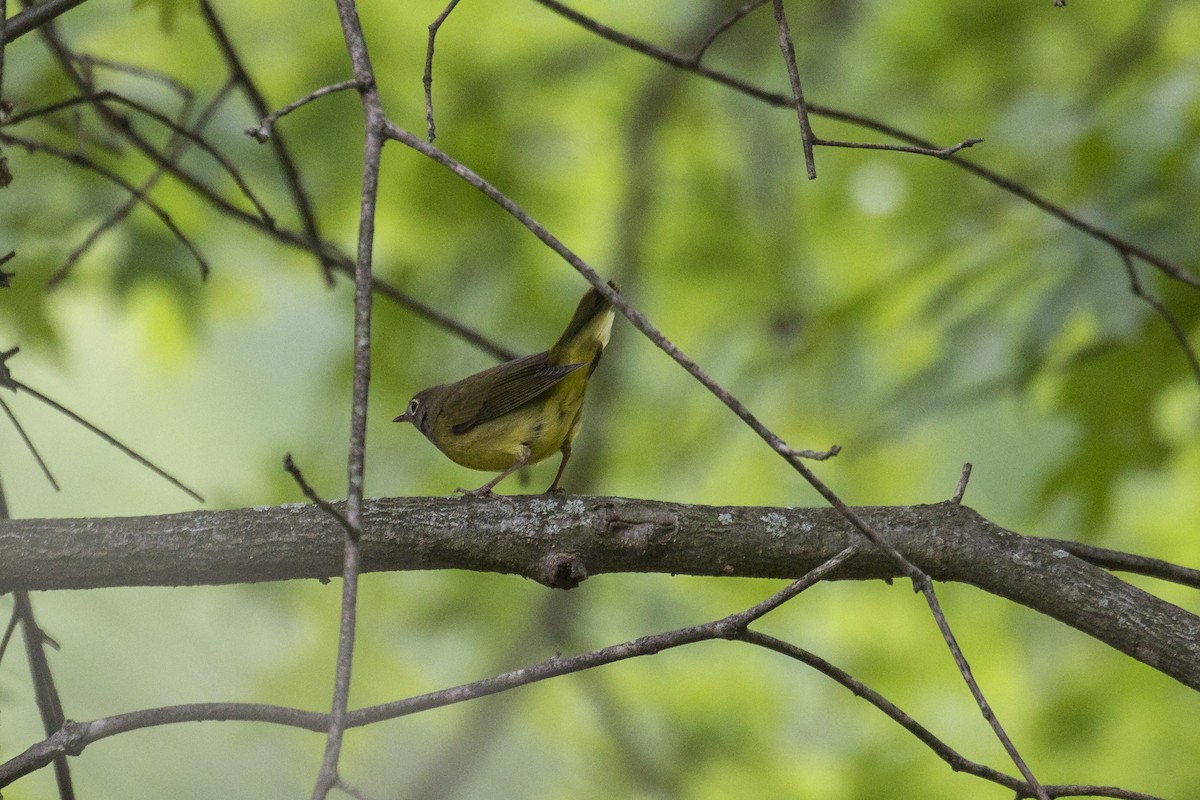Connecticut Warbler - ML487394531