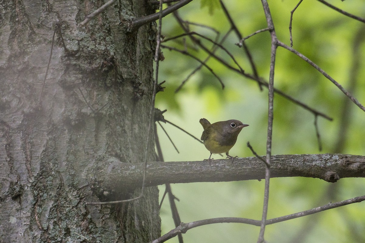 Connecticut Warbler - ML487394551