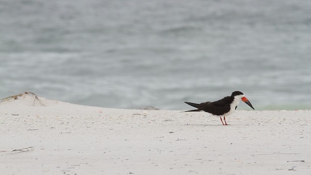 zoboun americký (ssp. niger) - ML487395