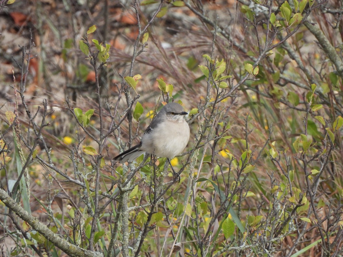 Northern Mockingbird - ML487395071