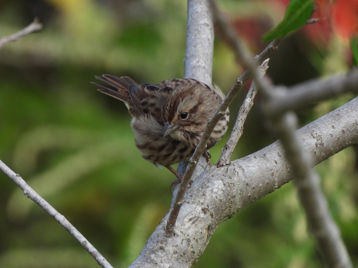 Song Sparrow - ML487395631