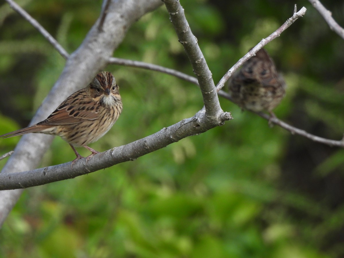 Lincoln's Sparrow - E Foote