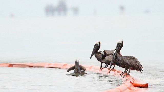 Brown Pelican - ML487396