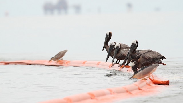 Brown Pelican - ML487397