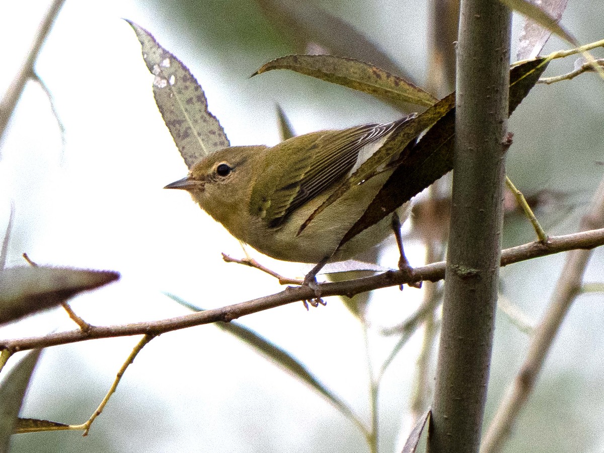 Tennessee Warbler - Susan Elliott