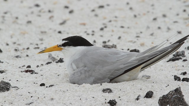 Least Tern - ML487398